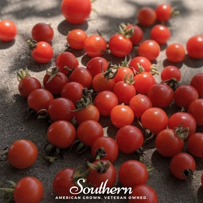 Sweetie Tomato – 50 Seeds