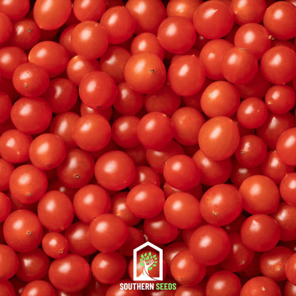 World's Smallest Tomato – Tomberry – 25 Seeds