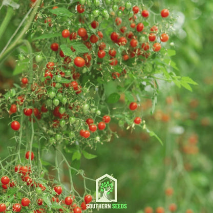 World's Smallest Tomato – Tomberry – 25 Seeds