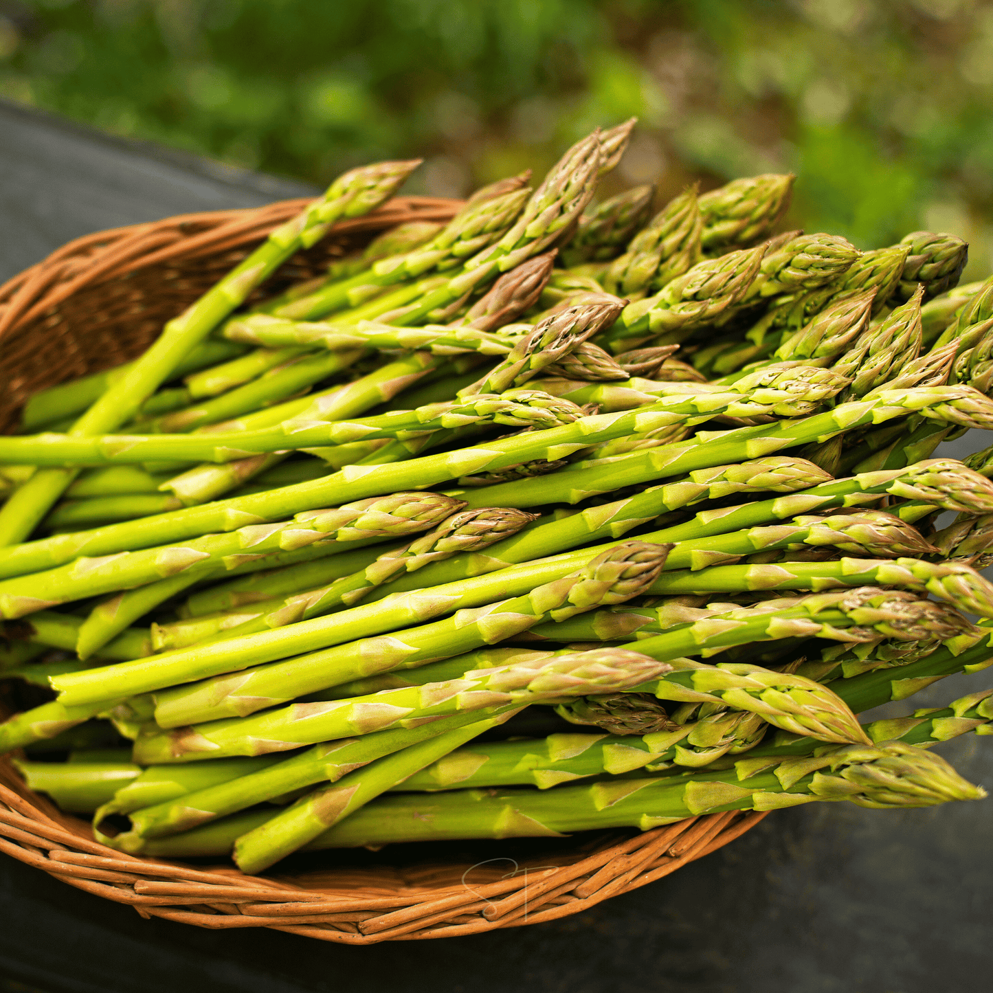 UC157 F2 Asparagus – 50 Seeds