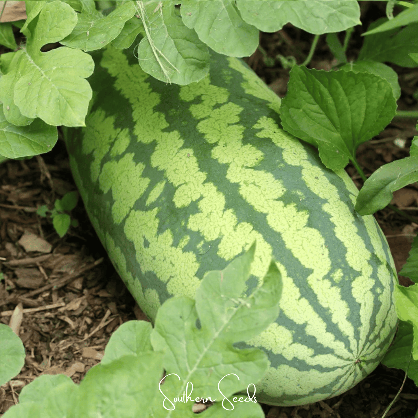 Congo Watermelon – 25 Seeds