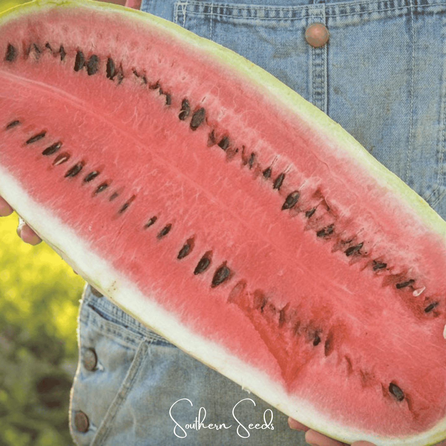 Congo Watermelon – 25 Seeds