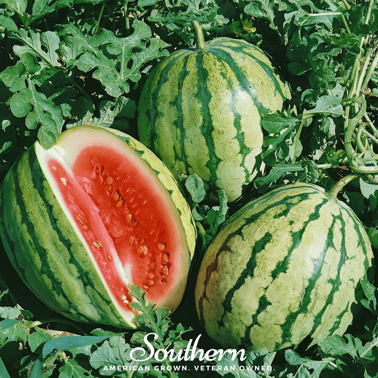 Dixie Queen Watermelon – 25 Seeds