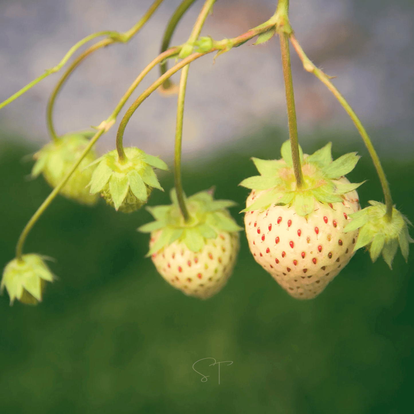 White Soul Strawberry – 100 Seeds